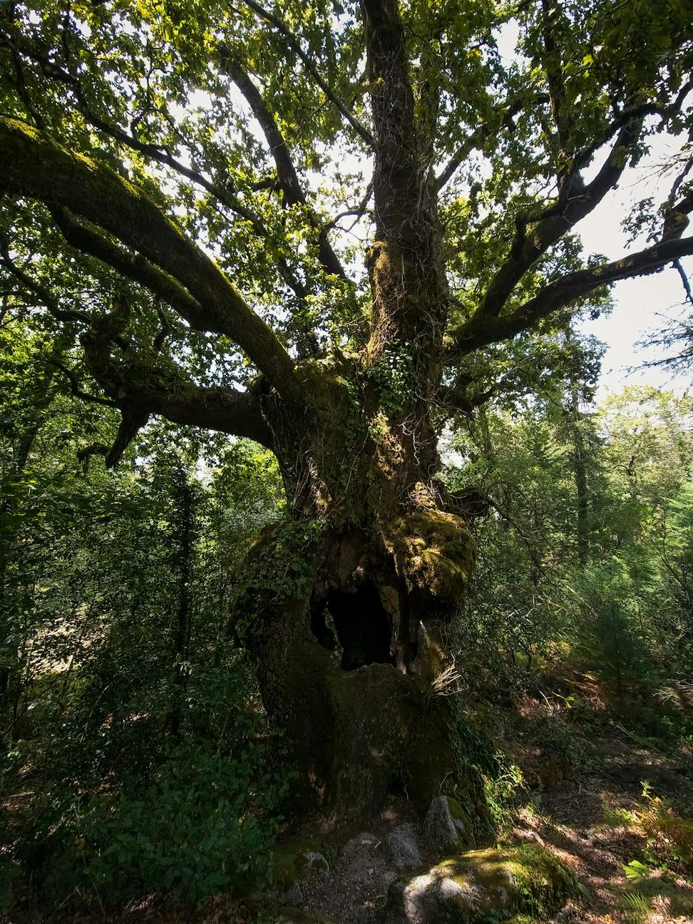 Yggdrasil Tree
